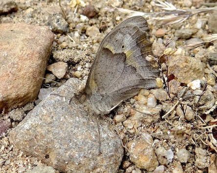 meadow brown